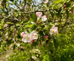 Цветение яблонь на Валааме