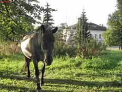 Лошадка