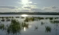 Мелководный берег Оки в Павлово