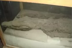 Мумия крокодила в Национальном музее в Каире