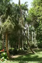 Ботанический сад в Асуане, фото 27