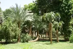 Ботанический сад в Асуане, фото 53