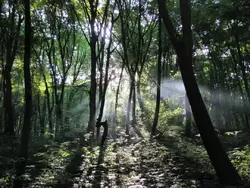 Голосеевский лес