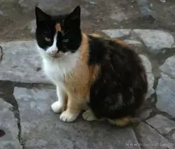 Кошка в Валаамском монастыре