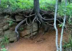 На Валааме деревья растут буквально на камнях