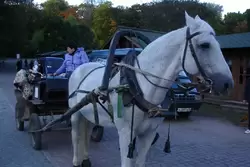 Такси острова Валаам: конь «Малышуня» и его хозяйка Светлана
