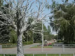 Декоративное дерево на Аллее Героев
